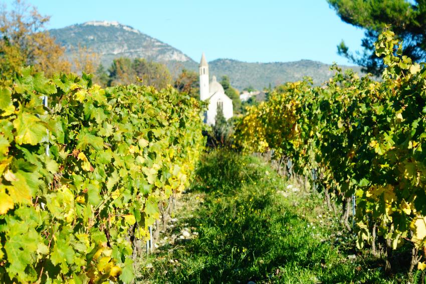 Visiting the Vineyards – A Provencal Wine Tour